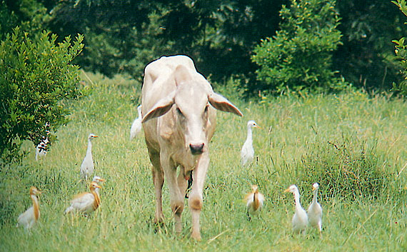 A cow surrounded by Egrets in Vraja Mandal